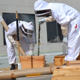 Beekeeping in the urban landscape